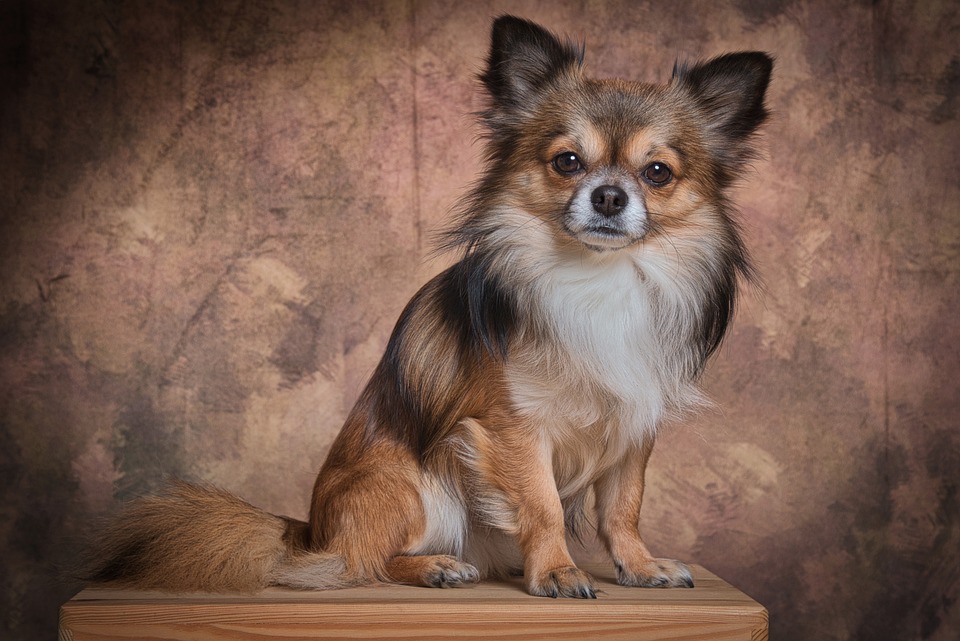 Melhor Raça de Cães para Apartamento