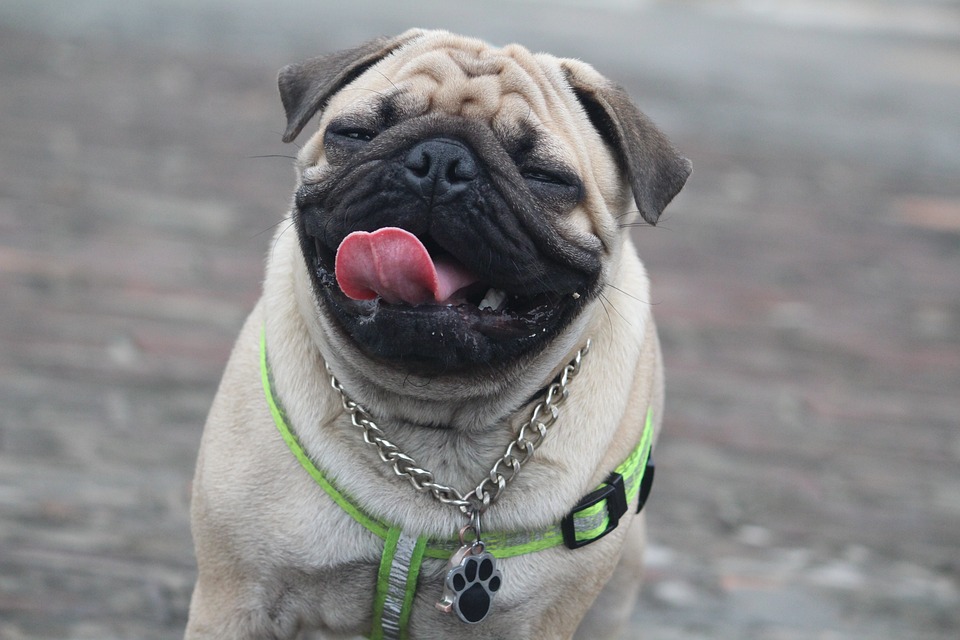 Melhor Raça de Cães para Apartamento