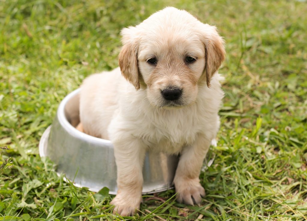 Desmame dos cães Desmame dos cães