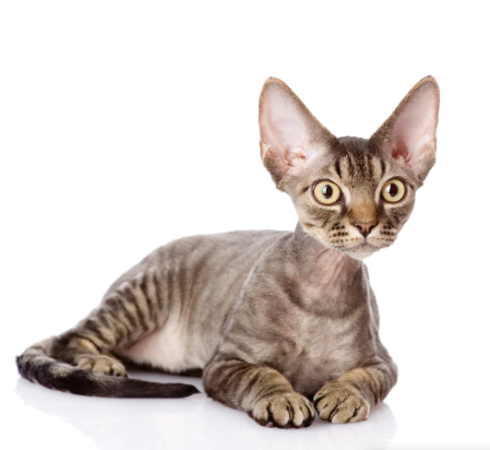 Devon Rex
