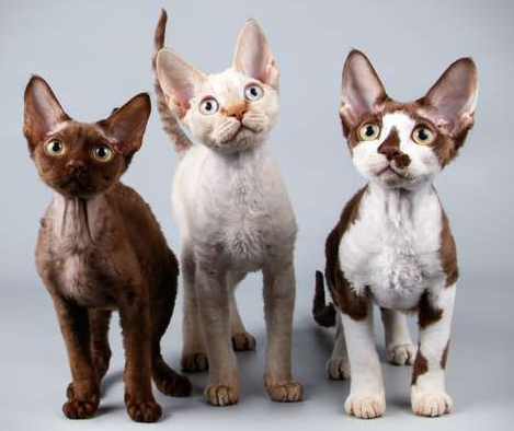 Devon Rex