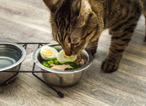 Alimentação Natural para Gatos