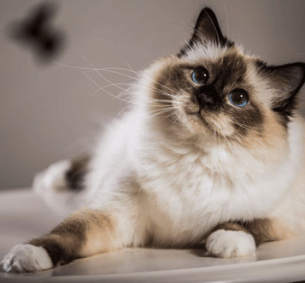Birmanês