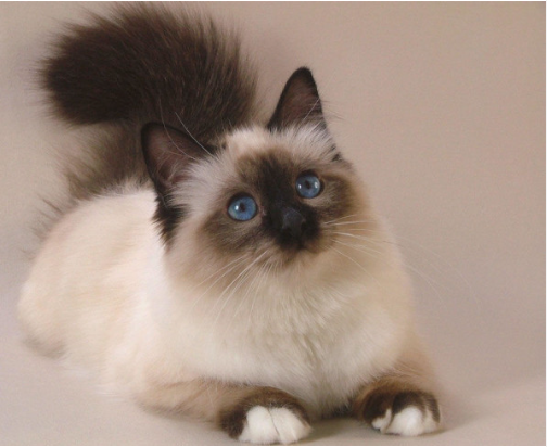 Birmanês