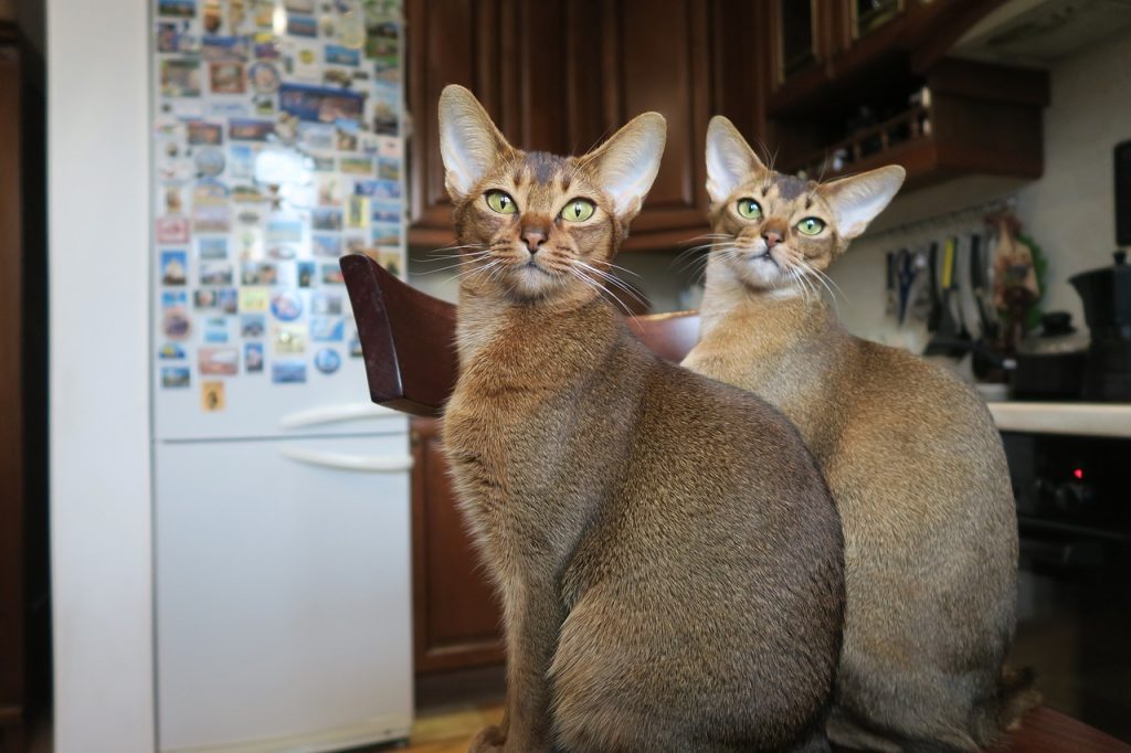 Gato Abissínio