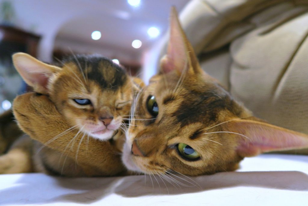 Gato Abissínio