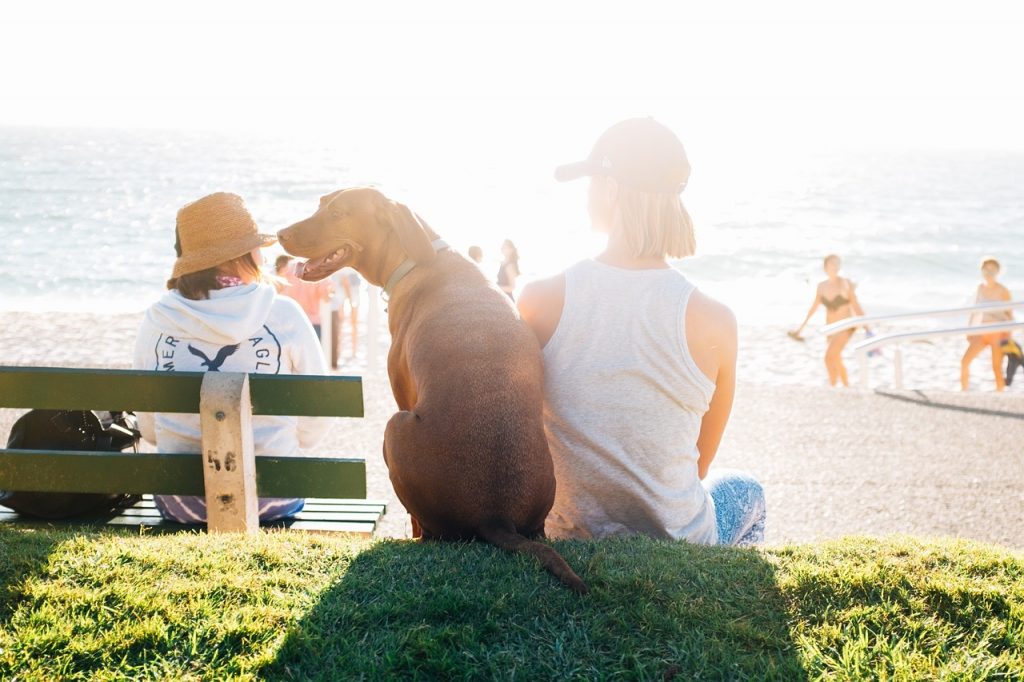 Vai viajar e não tem com quem deixar seu Pet?