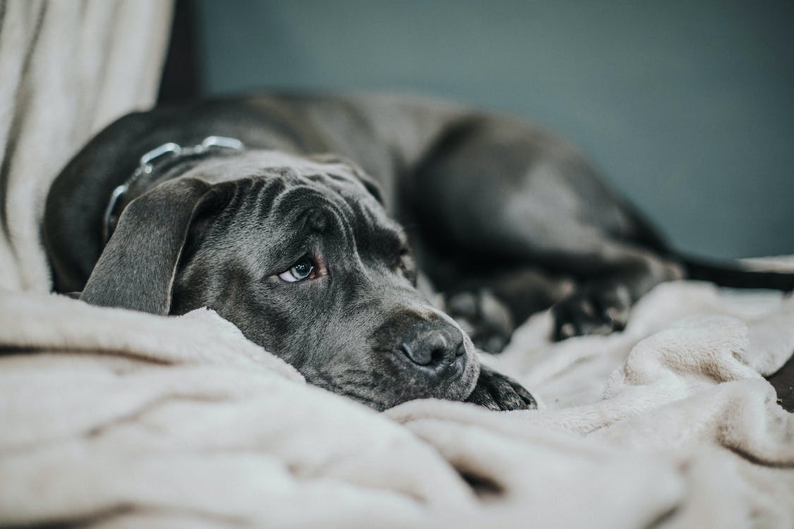 Como Saber se o Cachorro está com Problemas Psicológicos?